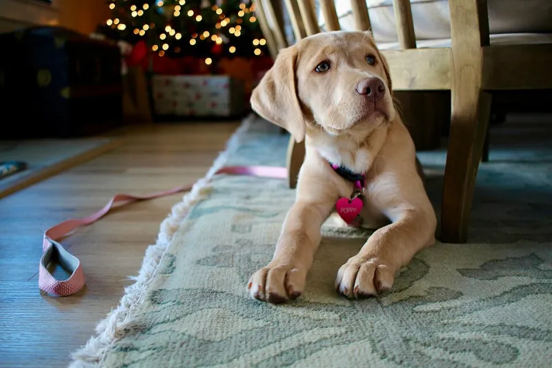 Pack the Leash: How to Find a Vacation Rental That Actually Welcomes Your Pet